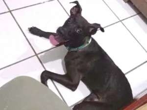 Cachorro raça vira lata idade 7 a 11 meses nome T'challa