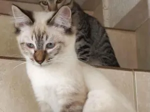 Gato raça Srd idade 2 a 6 meses nome Misha bebê lindo 