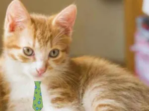 Gato raça Mestiço  idade 2 a 6 meses nome Nick 