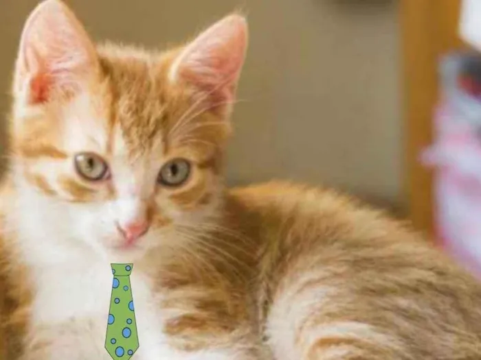 Gato ra a Mestiço  idade 2 a 6 meses nome Nick 