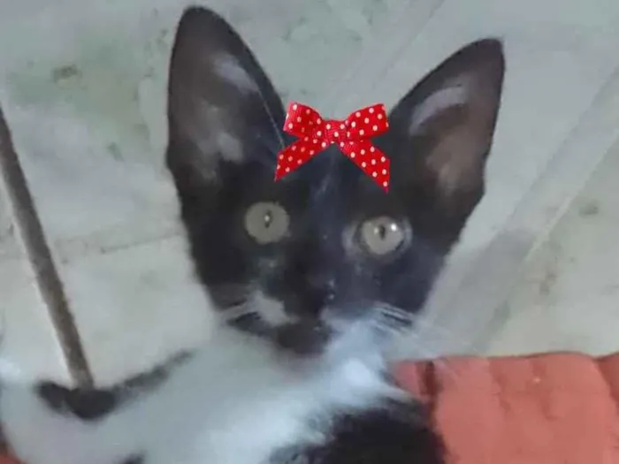 Gato ra a Mestiça  idade 2 a 6 meses nome Nina 