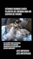 Gato