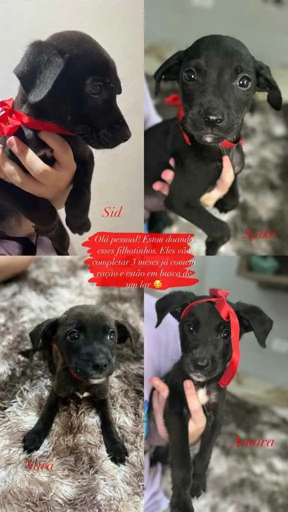 Cachorro ra a  idade 2 a 6 meses nome Nara