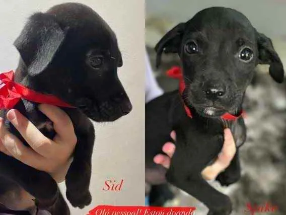 Cachorro ra a  idade 2 a 6 meses nome Nara