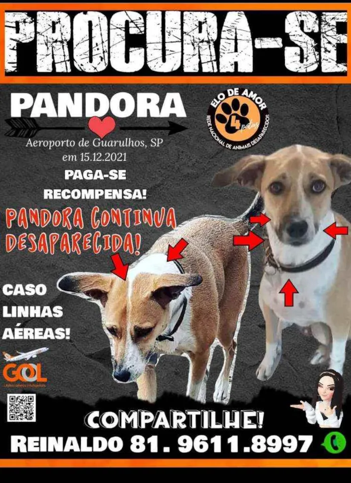 Cachorro ra a SRD idade 5 anos nome Pandora
