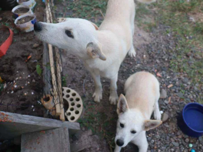 Cachorro ra a Sem Raça  idade 2 a 6 meses nome Diana , Dumbo