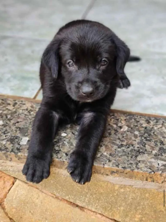 Cachorro ra a Sem raça  idade 2 a 6 meses nome Filhotes 