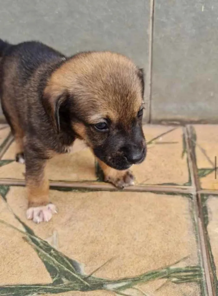 Cachorro ra a Sem raça  idade 2 a 6 meses nome Filhotes 