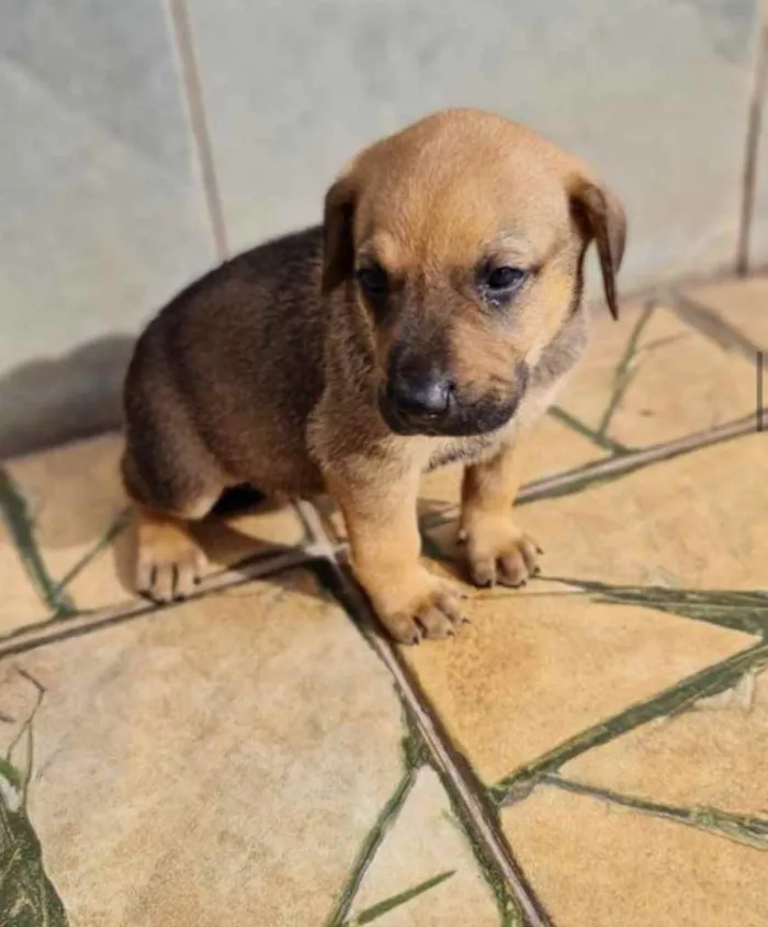 Cachorro ra a Sem raça  idade 2 a 6 meses nome Filhotes 
