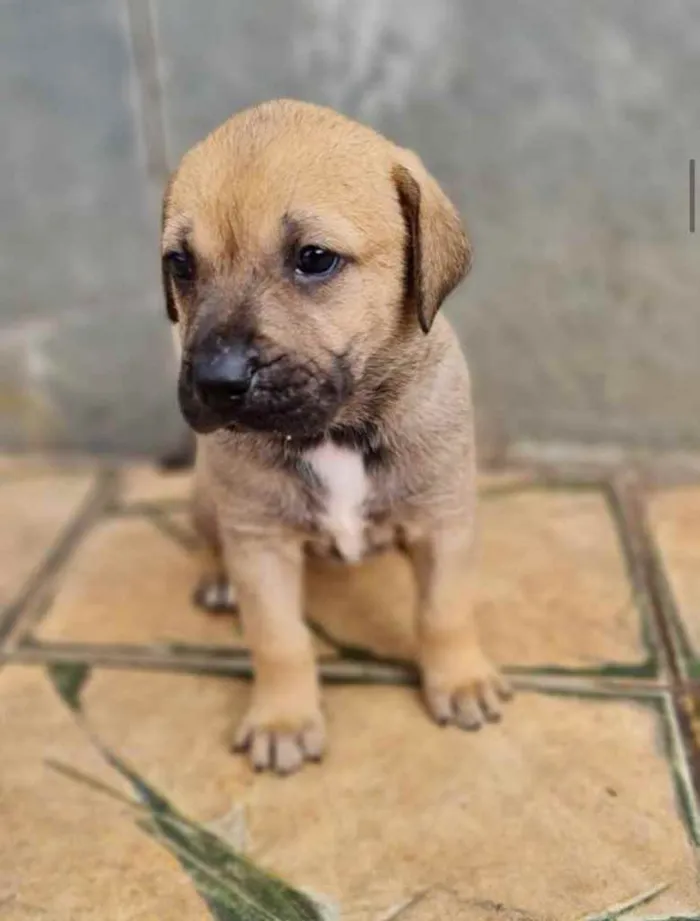 Cachorro ra a Sem raça  idade 2 a 6 meses nome Filhotes 
