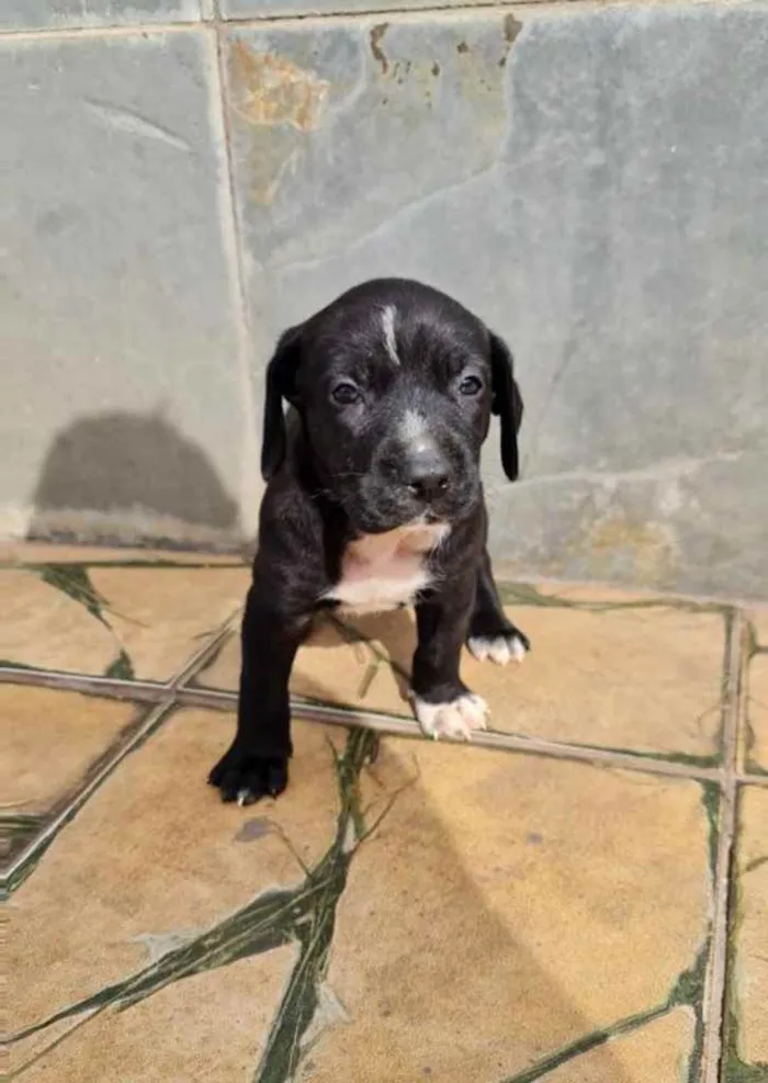 Cachorro ra a Sem raça  idade 2 a 6 meses nome Filhotes 