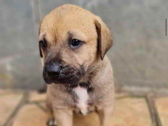 Cachorro ra a Sem raça  idade 2 a 6 meses nome Filhotes 