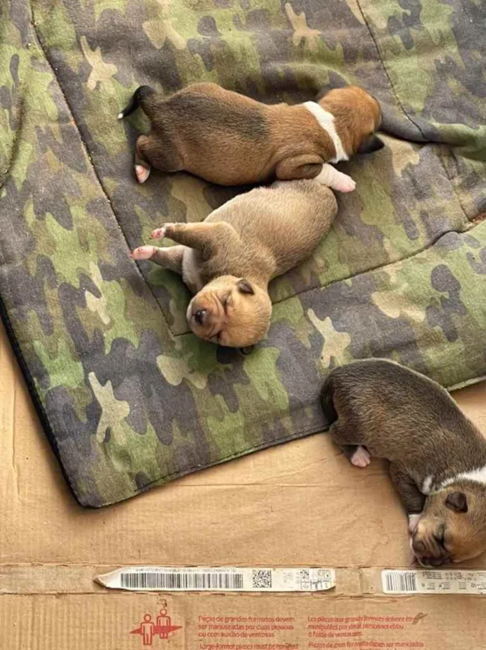 Cachorro ra a Sem raça  idade Abaixo de 2 meses nome Filhotes 