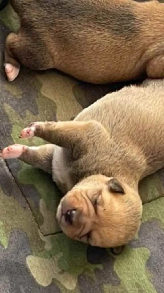 Cachorro ra a Sem raça  idade Abaixo de 2 meses nome Filhotes 