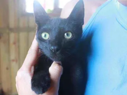 Gato raça Sem Raça  idade 2 a 6 meses nome BINO
