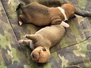Cachorro raça Sem raça  idade Abaixo de 2 meses nome Filhotes 