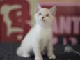 Patotinha Felina