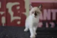Patotinha Felina