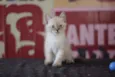 Patotinha Felina