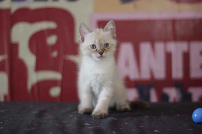 Gato ra a SDR idade Abaixo de 2 meses nome Patotinha Felina