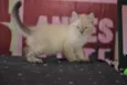Patotinha Felina