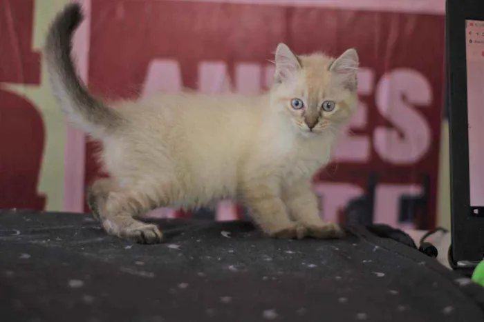 Gato ra a SDR idade Abaixo de 2 meses nome Patotinha Felina