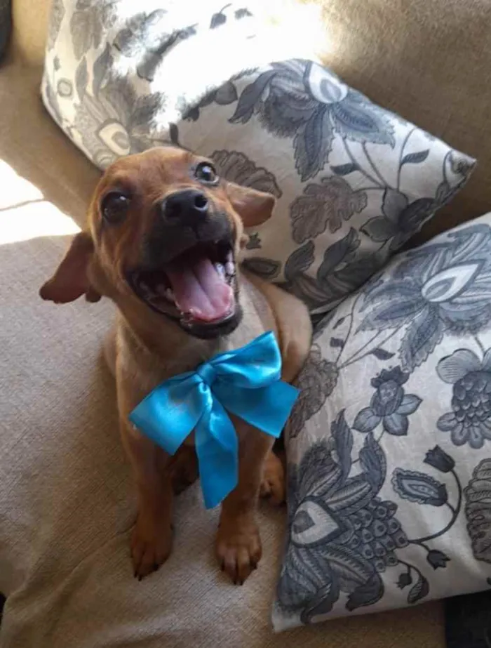 Cachorro ra a Srd idade 2 a 6 meses nome Mike