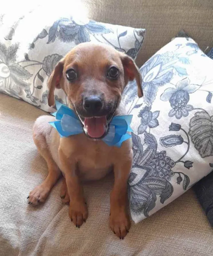 Cachorro ra a Srd idade 2 a 6 meses nome Mike