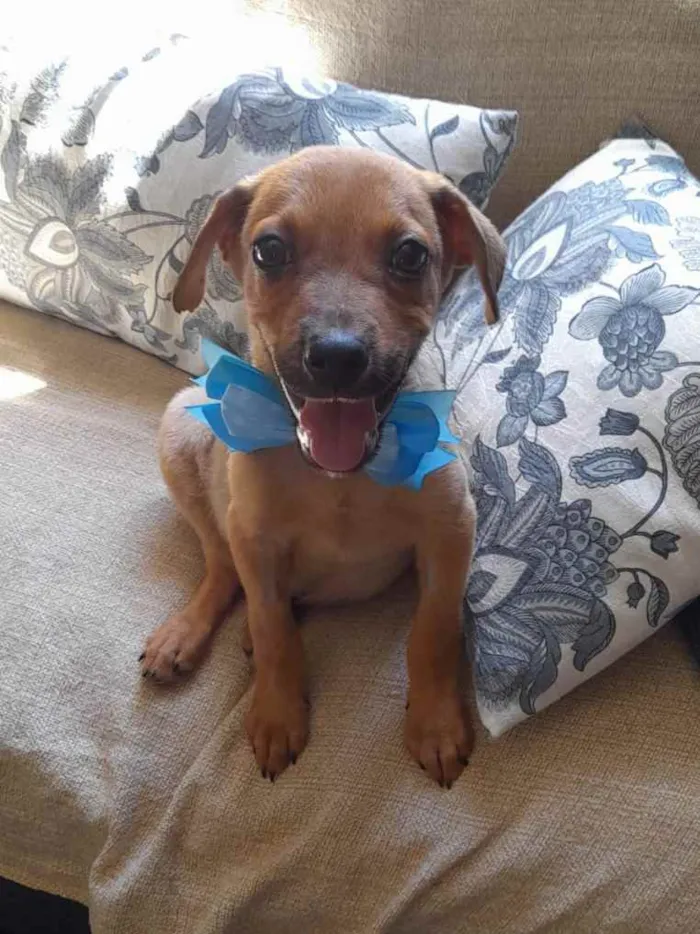 Cachorro ra a Srd idade 2 a 6 meses nome Mike
