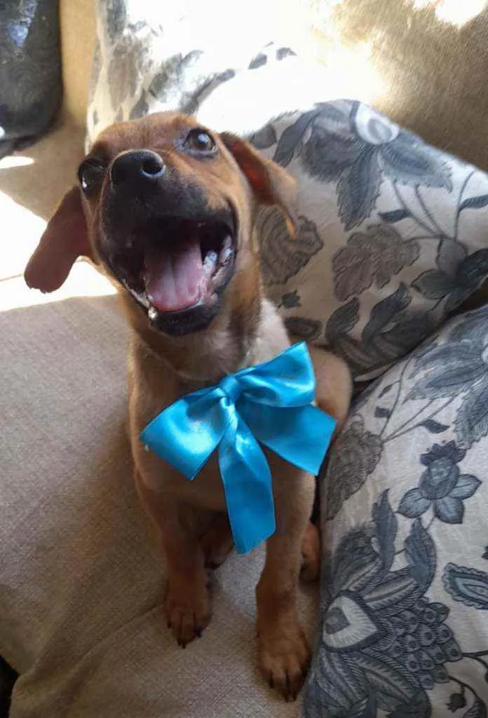 Cachorro ra a Srd idade 2 a 6 meses nome Mike