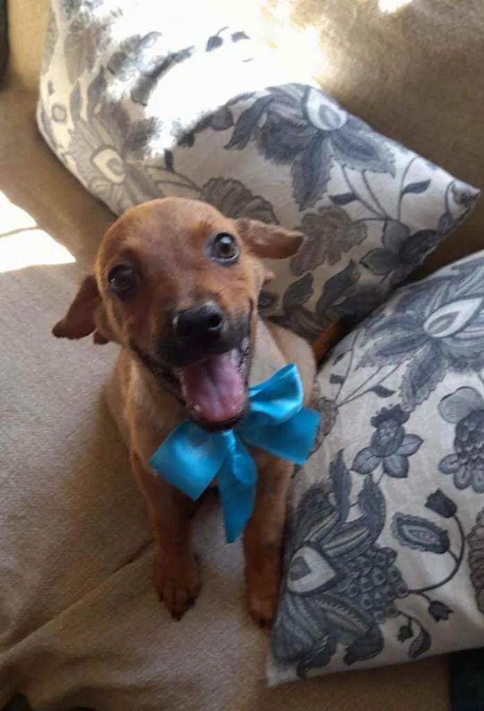 Cachorro ra a Srd idade 2 a 6 meses nome Mike