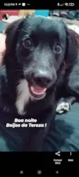 Cachorro raça BORDER COLIER  idade 1 ano nome TEREZA 
