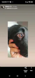 Cachorro raça BORDER COLIER  idade 1 ano nome TEREZA 