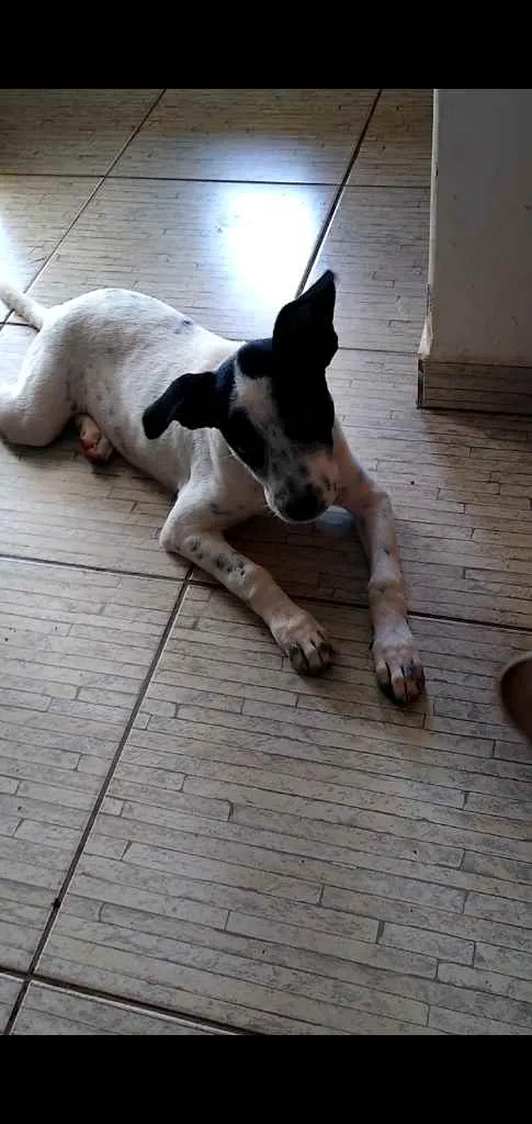 Cachorro raça Russell Terrier idade 7 a 11 meses nome Porunn