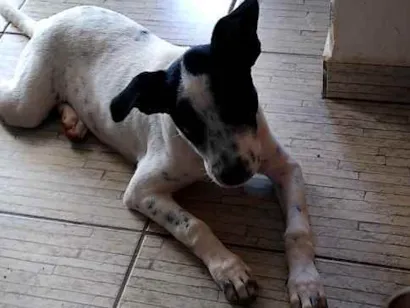 Cachorro raça Russell Terrier idade 7 a 11 meses nome Porunn