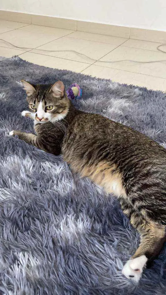 Gato ra a não sei idade 7 a 11 meses nome Eevee