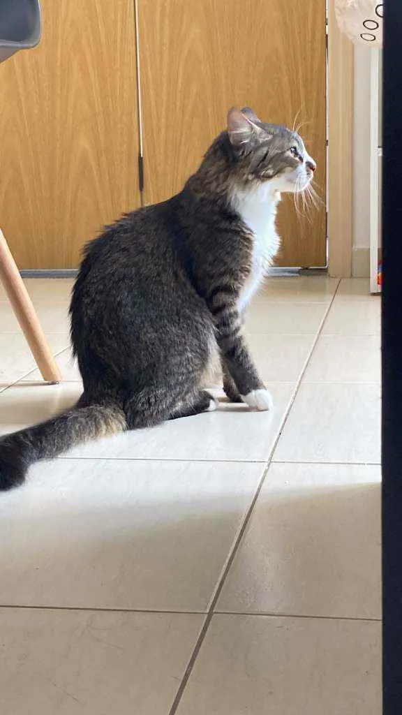 Gato ra a não sei idade 7 a 11 meses nome Eevee