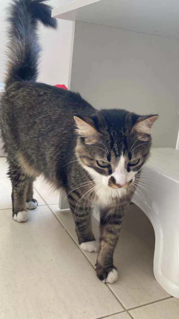 Gato ra a não sei idade 7 a 11 meses nome Eevee