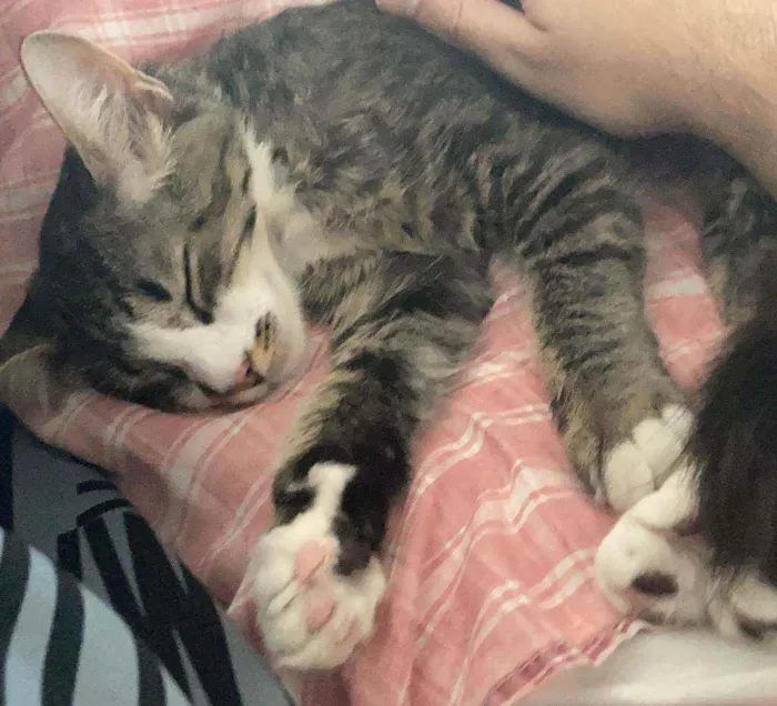 Gato ra a não sei idade 7 a 11 meses nome Eevee