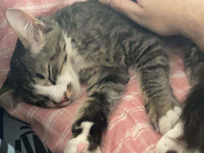 Gato ra a não sei idade 7 a 11 meses nome Eevee