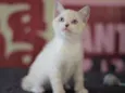 Patotinha Felina