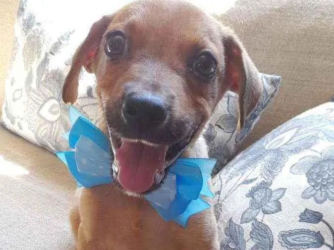 Cachorro ra a Srd idade 2 a 6 meses nome Mike