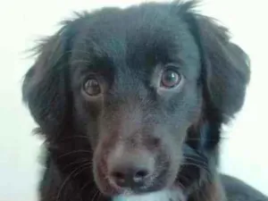 Cachorro raça BORDER COLIER  idade 1 ano nome TEREZA 