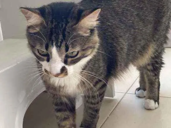 Gato ra a não sei idade 7 a 11 meses nome Eevee