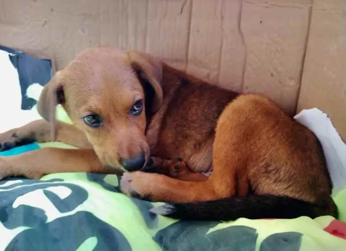 Cachorro ra a Mestiço  idade 2 a 6 meses nome Marley 