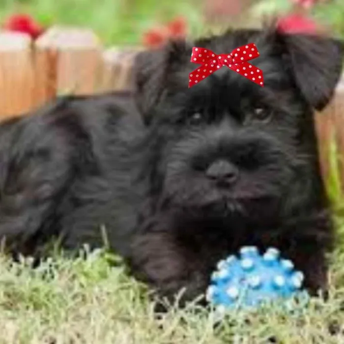 Cachorro ra a Mestiça  idade 2 a 6 meses nome Flora 