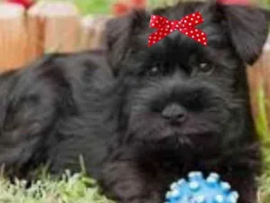 Cachorro raça Mestiça  idade 2 a 6 meses nome Flora 