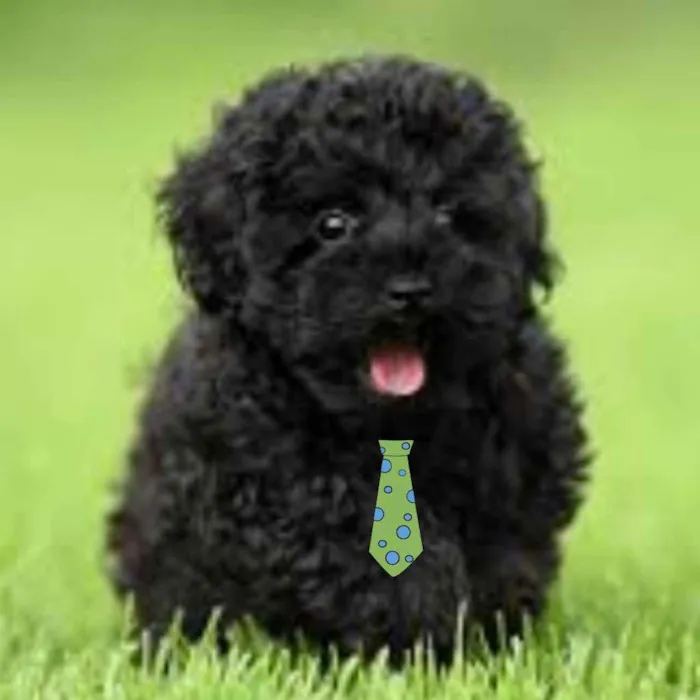 Cachorro ra a Mestiço  idade 2 a 6 meses nome Dudu 