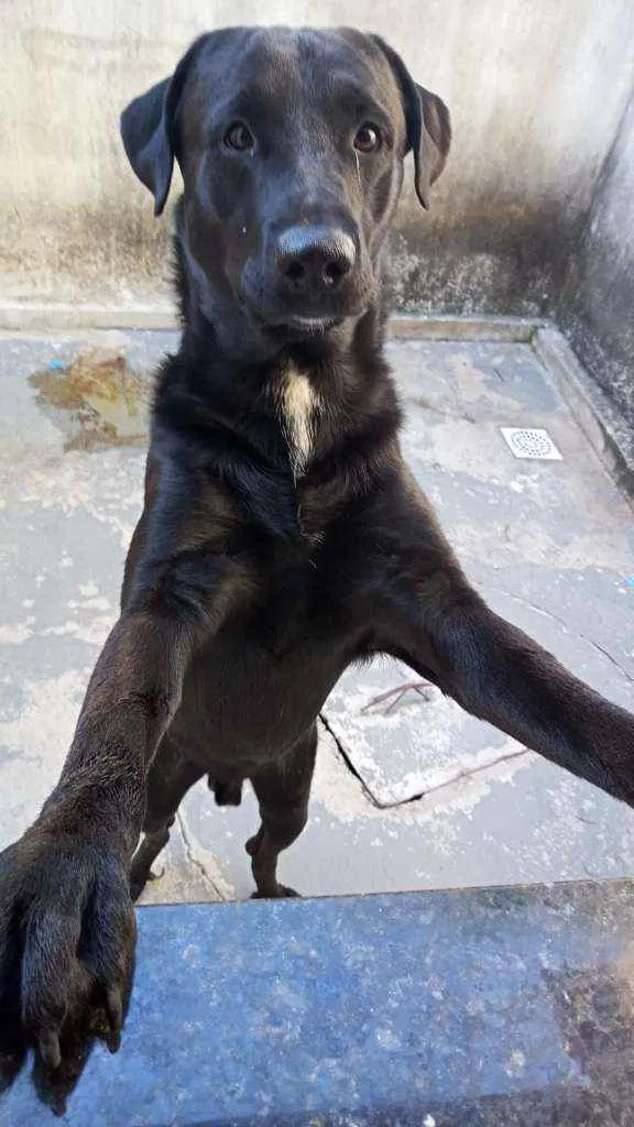 Cachorro ra a Misturado idade 2 anos nome Ralf