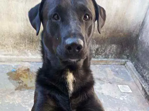 Cachorro ra a Misturado idade 2 anos nome Ralf